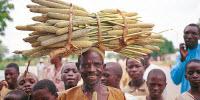 A Cereal Survives Heat and Drought