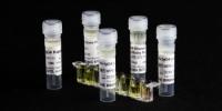 Binding Site Offers Varicella Zoster Virus (VZV) Antigens for IVD Manufacturing & Research Applications