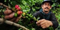 Climate Change a Buzzkill for Coffee Lovers