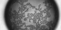 How Beer Foam Is Inspiring Materials Scientists & Engineers