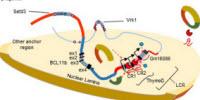 Locking Down the Big Bang of Immune Cells