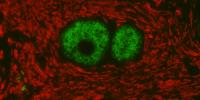 New Double-Staining Kit Streamlines Immunofluorescence Workflow