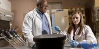 New Livestock Model for Stroke Could Speed Discovery
