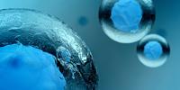 Outside-In Reprogramming: Antibody Study Suggests a Better Way to Make Stem Cells