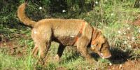 Research Dog Helps Scientists Save Endangered Carnivores