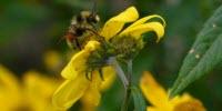 Research Shows Climate Change a Major Threat to Bumble Bees