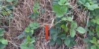 Researchers Find Cereal Rye Is Effective at Reducing Amaranthus spp. Density in Soybean Crops