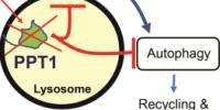 Researchers Identify New Target, Develop New Drug for Cancer Therapies