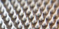 Skin Patch Dissolves “Love Handles” in Mice
