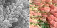 Solar-to-Fuel System Recycles CO2 to Make Ethanol and Ethylene