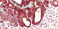 Vector Laboratories Publishes New Immunohistochemistry Guide