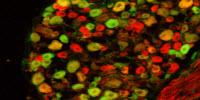 'Busybody' Protein May Get on Your Nerves, but That's a Good Thing