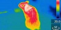 A Specific Protein Regulates the Burning of Body Fat to Generate Heat