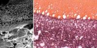 A Super-Elastic Surgical Glue That Sticks and Seals in Vivo, Even When Tissues Are Moving