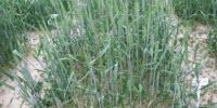 Evolutionary Crop Research: Ego-Plants Give Lower Yield