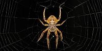 Fear of Spiders and Snakes Is Deeply Embedded in Us