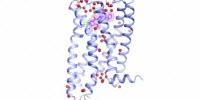 Key Psychiatric Drug Target Comes Into Focus
