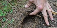 Living Mulch Builds Profits, Soil
