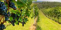 Novel Transdisciplinary Study Uncovers Microbes That May One Day Deter Major Grape Disease