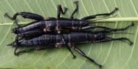 Once Declared Extinct, Lord Howe Island Stick Insects Really Do Live