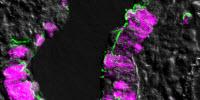 Pair of Discoveries Illuminate New Paths to Flu and Anthrax Treatments