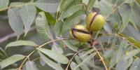 Pecans Hit by Hurricanes, but Growers Hope to Encourage Use beyond Winter Holidays