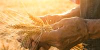 Scientists Identify Gene to Help Hybrid Wheat Breeding