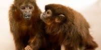 Scientists Map Monogamy, Jealousy in the Monkey Mind