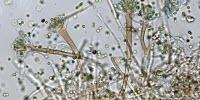 Sea Salts Bring Potentially Harmful Mold to the Table, Researchers Find