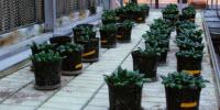 Soil Amendments for Healthier Spinach