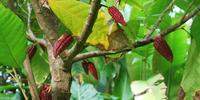 Study Links Chocolate Production to Increased Deforestation in Poor Nations