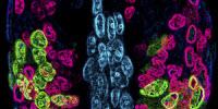Vector Laboratories Publishes New Guide for Immunofluorescence