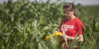 Breeding Highly Productive Corn Has Reduced Its Ability to Adapt