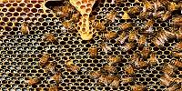 Correctly Used Neonicotinoid Pesticides Do Not Adversely Affect Honeybee Colonies