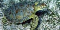 Crime-Scene Technique Used to Track Turtles