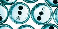 Cutting Contamination in Your CO2 Incubator