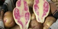 Examining Potatoes' Past Could Improve Spuds of the Future