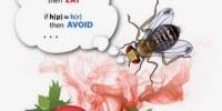 Fruit Fly Brains Inform Search Engines of the Future