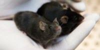 New Drug Shows Potential as a Different Kind of Antidepressant in Mouse Trials