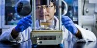 Pine and Poplar Wood Improve Sunlight-Driven Water Purification