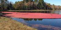 Solving Phosphorus Issues in Cranberry Growing