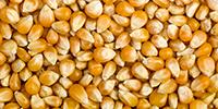 Vitamin E Genes Identified in Maize May Help Biofortify Crops