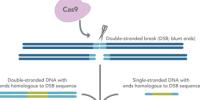 IDT Provides Optimized Conditions for HDR in CRISPR Editing