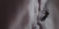 New Animal Model for Zika Useful for Testing Vaccines and Treatments
