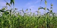 New Sorghum Cultivars Can Produce Thousands of Gallons of Ethanol