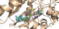 New TB Drugs Possible with Understanding of Old Antibiotic