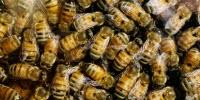Agricultural Fungicide Attracts Honey Bees, Study Finds