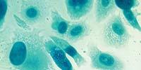 Authenticating Biological Reagents