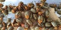 Colorado Potato Beetle Genome Gives Insight into Major Agricultural Pest