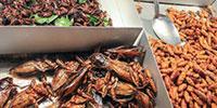 Eating Insects Might Seem Yucky, but They Are Nutritious and There Is No Reason You Can't